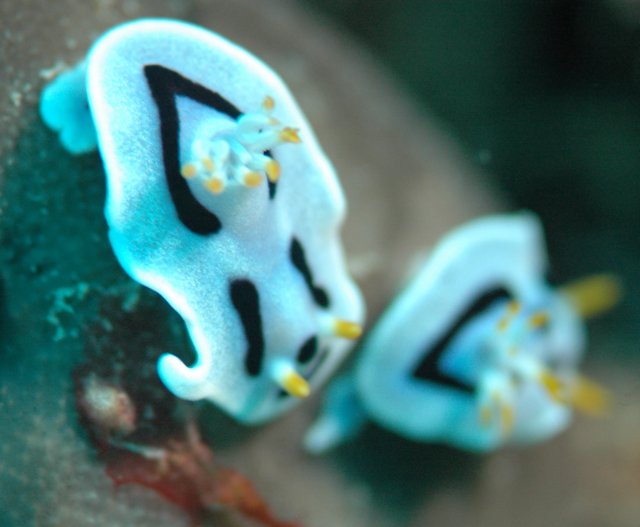nudibranches.jpg