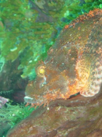scorpionfish1.jpg