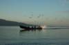 birdsfollowingboat_small.jpg