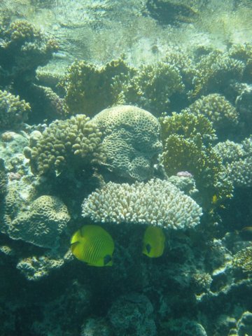redsea.jpg