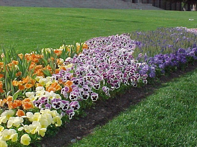 flowers.jpg