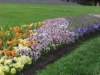 flowers_small.jpg