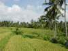 bali3_small.jpg