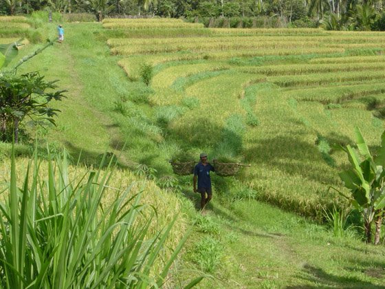 bali4.jpg