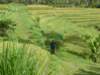 bali4_small.jpg