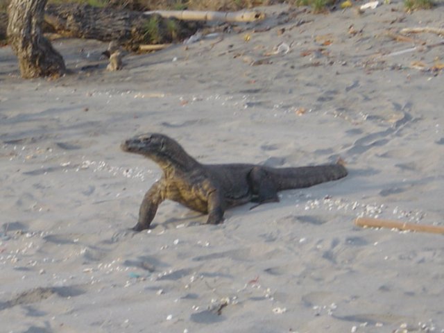 komododragon.jpg