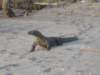 komododragon_small.jpg