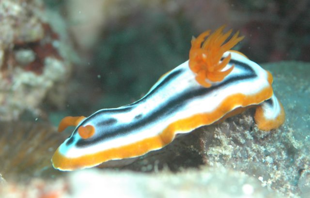 nudibranch.jpg