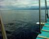 boattripluzontomindoro_small.jpg