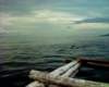 spotthedolphin_small.jpg