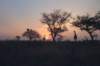 giraffesatsunset_small.jpg