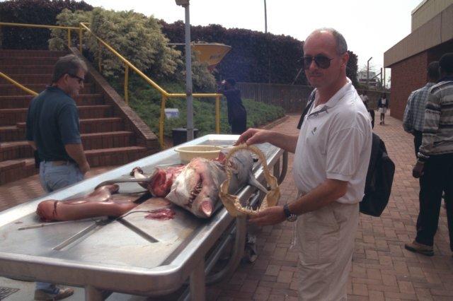 sharkdissection.jpg